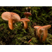 Мицелий Млечника неедкого / Млечник оранжевый (Lactarius mitissimus)